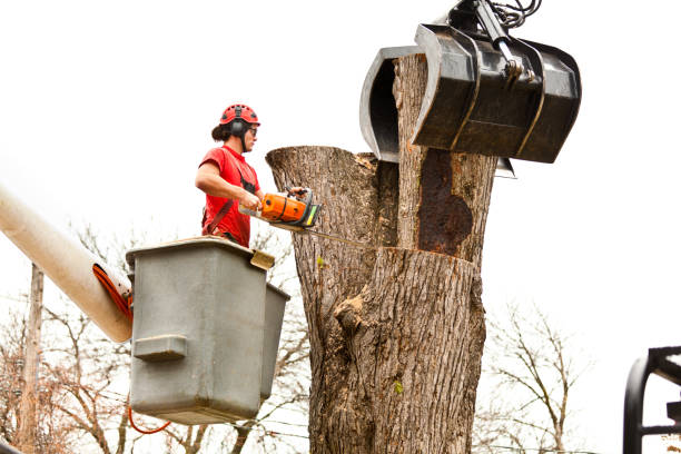 Best Stump Grinding and Removal  in Pine Ridge At Crestwood, NJ